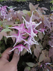 Epimedium