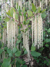 Pat Ballard Silk Tassel Tree