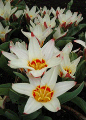 Tulipa kaufmanniana 'Ancilla'