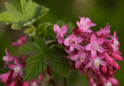 red-flowering currant