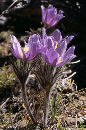 Anemone patens var multifida, photo by Richard Ramsden