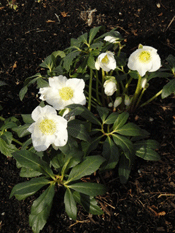 Helleborus 'Josef Lemper'