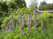 Lupinus 'The Governor'