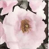 Rose, watercolor by Bill Talley