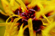 witch hazel closeup