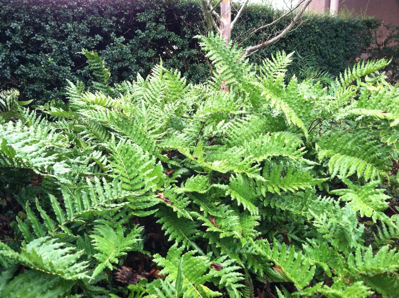 blechnum photo