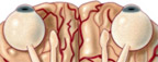 Brain Series