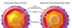 Hepatitis B Virion