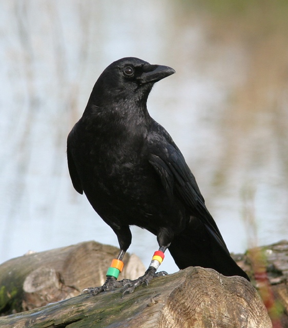 banded crow