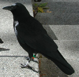 banded crow