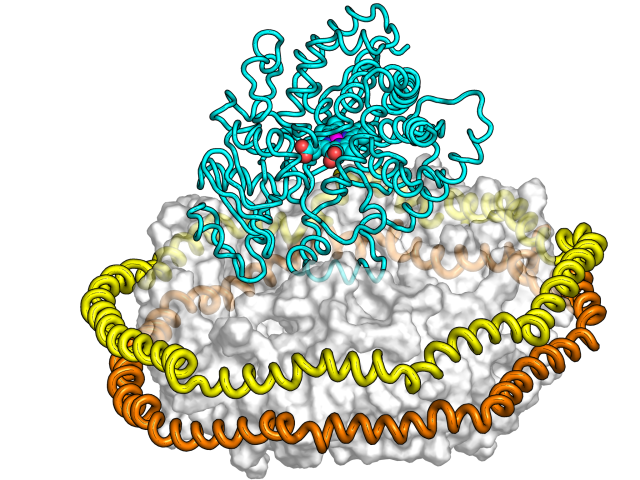 Model of CYP3A4 incorporated in a Nanodisc