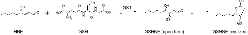 Reaction scheme of 4-HNE metabolism by GSTA4-4