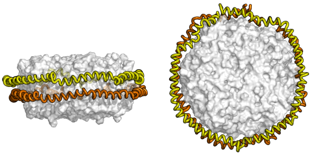 Nanodisc model courtesy of Dr SC Harvey, Georgia Tech.