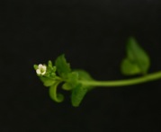 arabidopsis