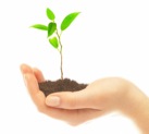 plantinhand