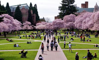University quad, featuring rows of pink blooming cherry blossoms and students congregating on the grass and pathways