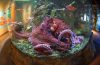 A red octopus in a circular aquarium enclosure.