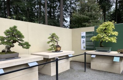 Three different bonsai trees displayed outside behind a short metal fence, museum, placards in front of each one.