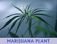 [Photo: Marijuana plant]
