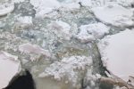 UW News: Polar experiments reveal seasonal cycle in Antarctic sea ice algae