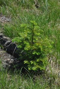 Bunchgrass Ridge: Meadow ecology, restoration, and adaptive management