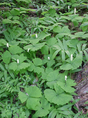 Achlys triphylla and Smilacina stellata--shade-adapted forest plants
