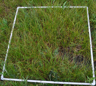 Bunchgrass Ridge: Meadow ecology, restoration, and adaptive management