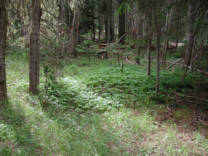 Vegetation responses to conifer invasion