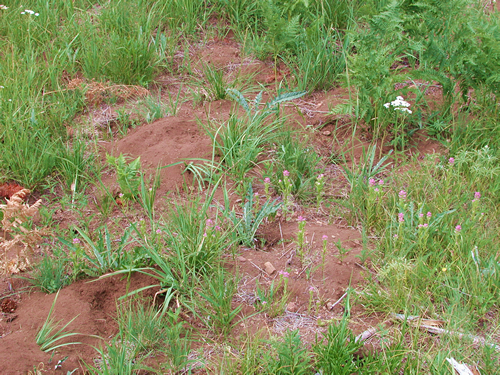 Soil disturbance by gophers