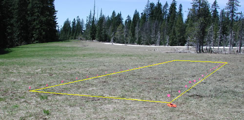 Bunchgrass Ridge: Meadow ecology, restoration, and adaptive management