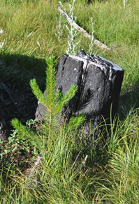 Bunchgrass Ridge: Meadow ecology, restoration, and adaptive management
