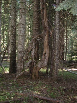 Past facilitation of grand fir by lodgepole pine