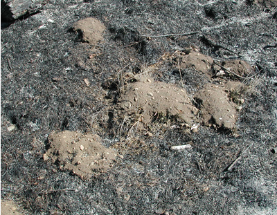 Gopher mounds in broadcast-burned plot