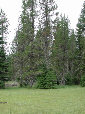 Recent facilitation of grand fir by lodgepole pine