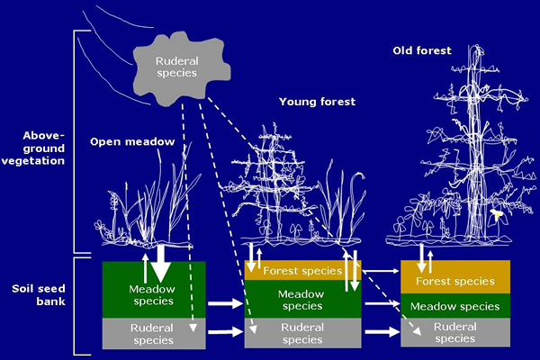 Conceptual model of seed accumulation and loss