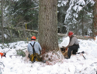 Felling with chainsaws (Photo: Teiva White)
