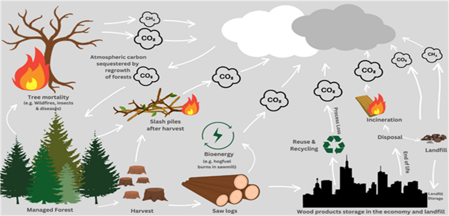 Combating climate change: CINTRAFOR pioneers research on the role of Washington forests in mitigating global warming