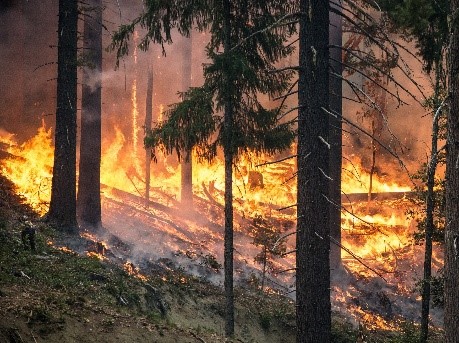 Wildfire
