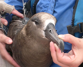 Tagging a Black-Footed Albatross