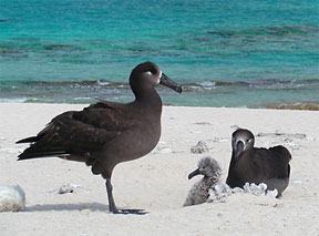Black-Footed Albatross with chick