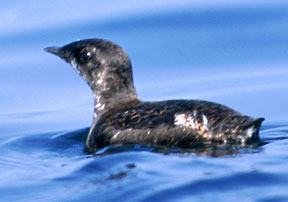 Marbled-Murrelet at sea
