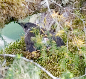 Coasst Features Marbled Murrelet