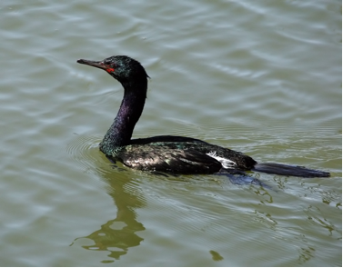 Pelagic Cormorant