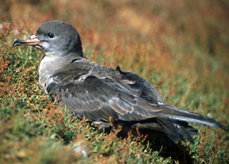 Adult Pink-footed Shearwater