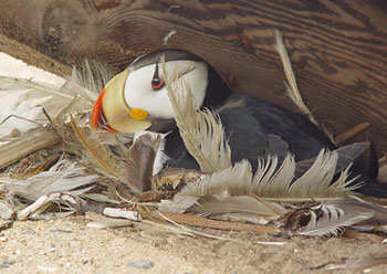 Horned and tufted puffin photos from Alaska's coast.