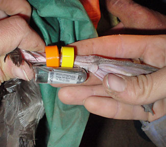 Tagged Pink-footed Shearwater