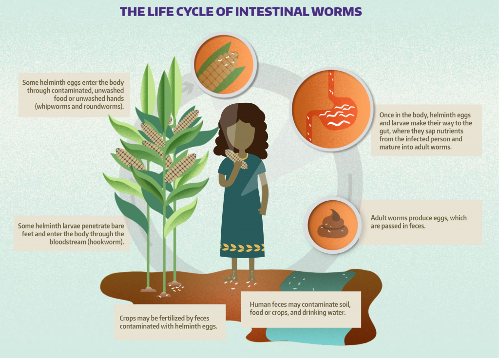 Soil-Transmitted Helminths | DeWorm3