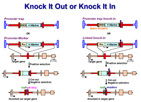 Knock out перевод