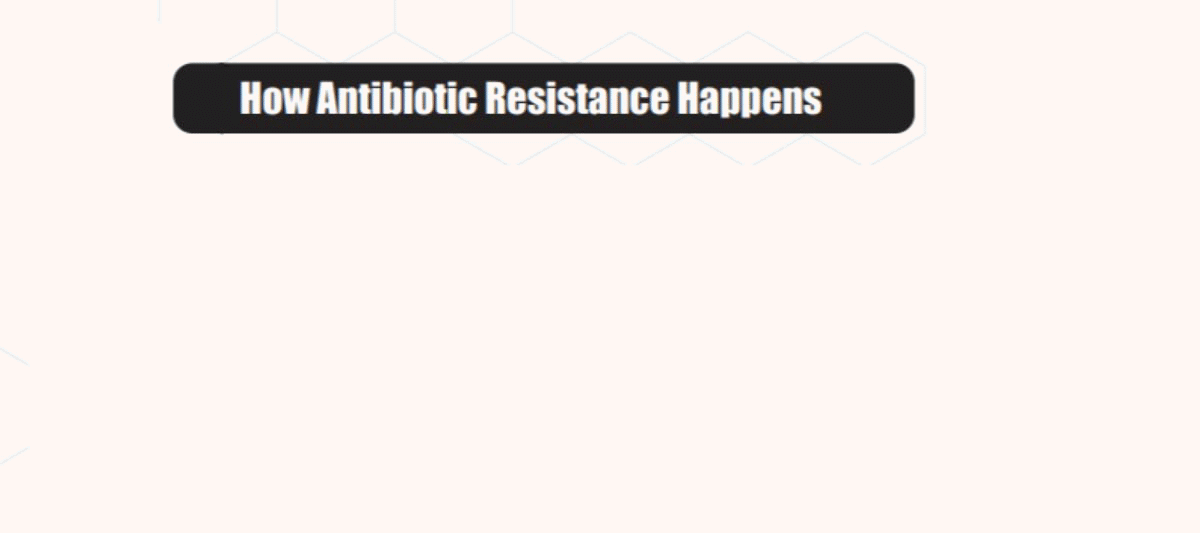 Antibiotic resistance happens when antibiotics are administered to treat an infection. A few germs are drug resistant and will not be killed by the antibiotic. The antibiotics kill the bacteria that cause the illness, plus good bacteria that protect the body from infection. The drug-resistant bacteria are now able to grow and take over the space (ecology) left by those killed by the antibiotic. Some bacteria may transfer their drug-resistance to other bacteria, causing more problems.
