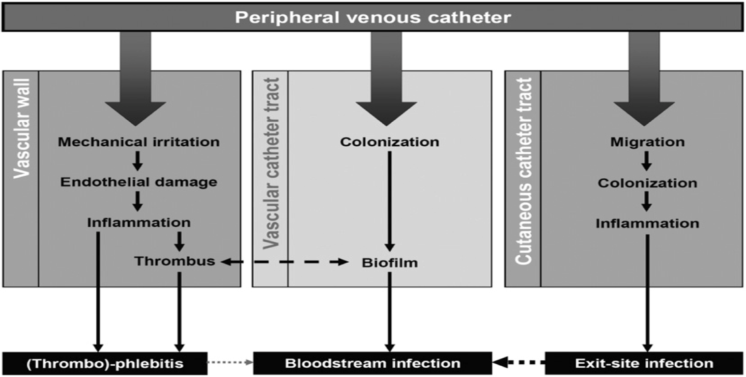 PVC infection process